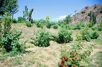 Kaber farm, Animals 015 thumbnail