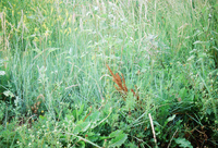 Kaber farm, Field crops 017 thumbnail