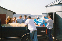 Kaber farm, Grain harvest 048 thumbnail