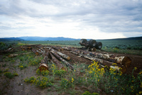 Kaber farm, Logging 008 thumbnail