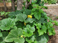 Kristy Lam Photograph of Squash Plants thumbnail