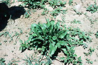 Gallegos farm, Crops 034 thumbnail