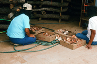 NAPI (Navajo Agricultural Products Industries) 046 thumbnail