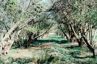 San Luis Valley orchards 013 thumbnail