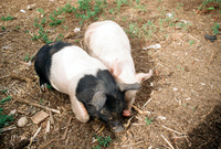 Kaber farm, Pigs 015 thumbnail