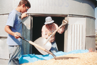Kaber farm, Grain harvest 038 thumbnail