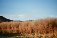 Landscapes and cattle 030 thumbnail