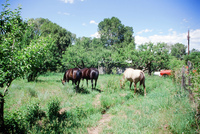 Torres ranch, Landscapes 019 thumbnail