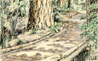 Forest pathway thumbnail