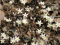 Dudleya blochmaniae thumbnail