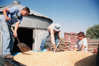 Kaber farm, Grain harvest 035 thumbnail