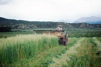 Kaber farm, Harvesting wheat 002 thumbnail