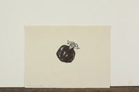 Pommegranate Drawing thumbnail