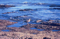 ODC Rocky Shore Lecture thumbnail