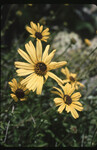 Encelia californica thumbnail