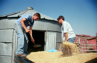 Kaber farm, Grain harvest 019 thumbnail