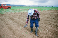 Kaber farm, Plowed fields and crops 014 thumbnail