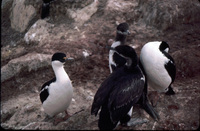 Blue eyed shags thumbnail