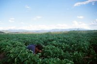 Kaber farm, Crops in the field 010 thumbnail