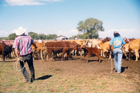 Gallegos farm, Cattle 013 thumbnail