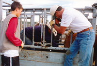 Gallegos farm, Horses and Cattle 011 thumbnail