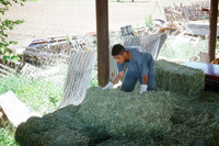 Hay baling 004 thumbnail