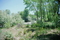 River, plants and mountains 005 thumbnail