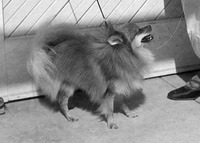 Pomeranian thumbnail