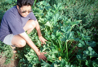 Kaber farm, Crops in the field 017 thumbnail