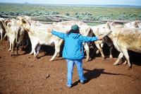 Torres ranch, Cattle drive 020 thumbnail