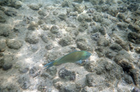 Tropical Fish at White Sands Beach Park thumbnail