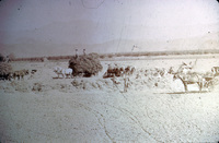 Team Picking Beans Prior to the Use of Threshers thumbnail
