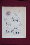 Zoo Animal Studies thumbnail