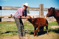 Gallegos farm, Cattle 016 thumbnail