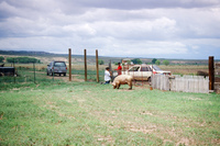Kaber farm, Plowed fields and crops 007 thumbnail