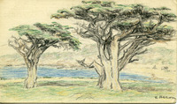 Cypress trees, Seventeen Mile Drive, California thumbnail