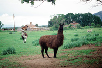 Lake Carrico 025 thumbnail