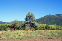 Torres ranch landscapes 002 thumbnail