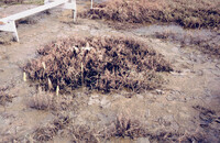 Pt. Mugu Wetlands thumbnail