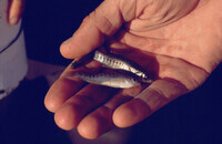Pt. Mugu Wetlands thumbnail