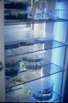 Sea anemones Aiptasia pulchella in UV/environmental growth chamber thumbnail