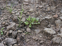 Dudleya blochmaniae thumbnail