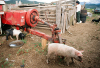 Kaber farm, Pigs 017 thumbnail