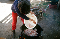 Kaber farm, Making chicharrones 021 thumbnail