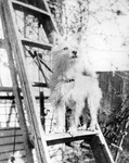 Dog thumbnail