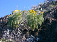 Coreopsis gigantea thumbnail