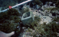 Centrostephanus using transect marker as a refuge thumbnail