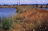 Pt. Mugu Wetlands thumbnail