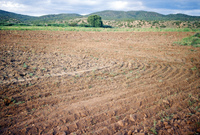 Kaber farm and Torres ranch 010 thumbnail