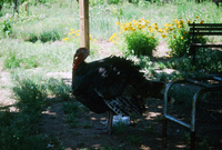 Kaber farm, Volunteers and animals 012 thumbnail